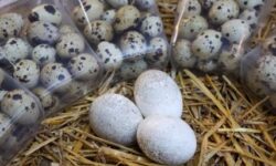 Россиянам рассказали об уникальных свойствах перепелиных яиц