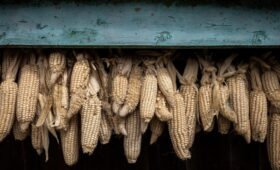 FT узнала о плане ЕС резко поднять пошлины на украинские кукурузу и сахар