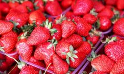 Названа ягода, которая способна улучшить работу всего организма