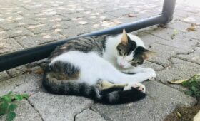 Учёные узнали, почему кошки спят на левом боку